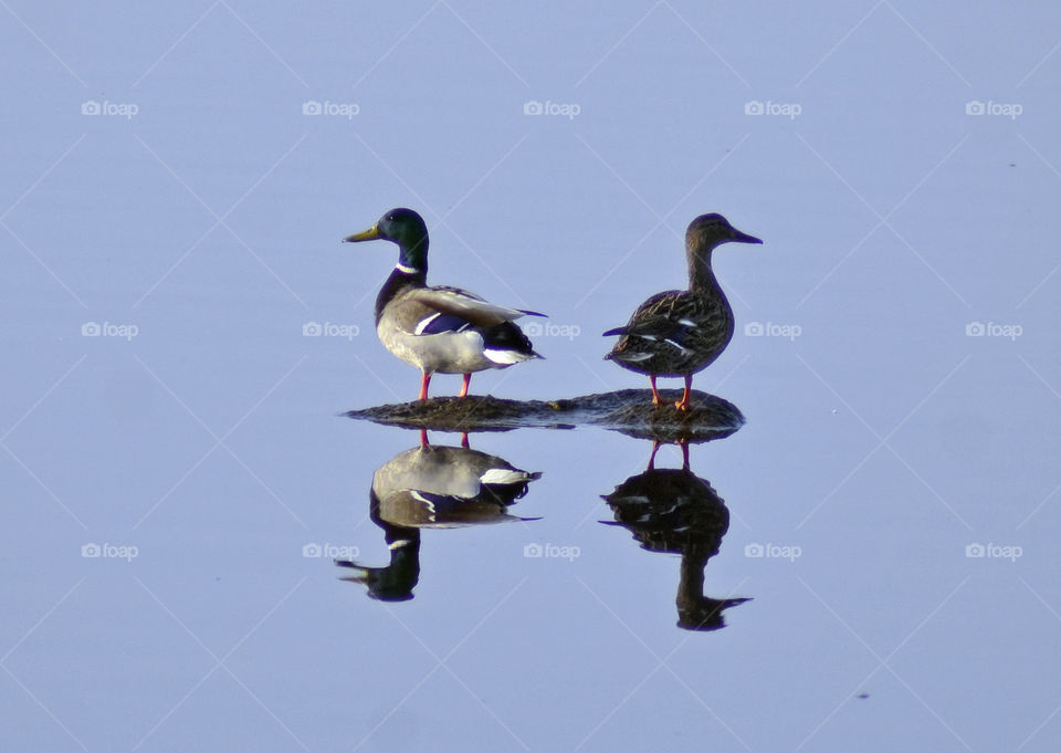 Reflecting mallards