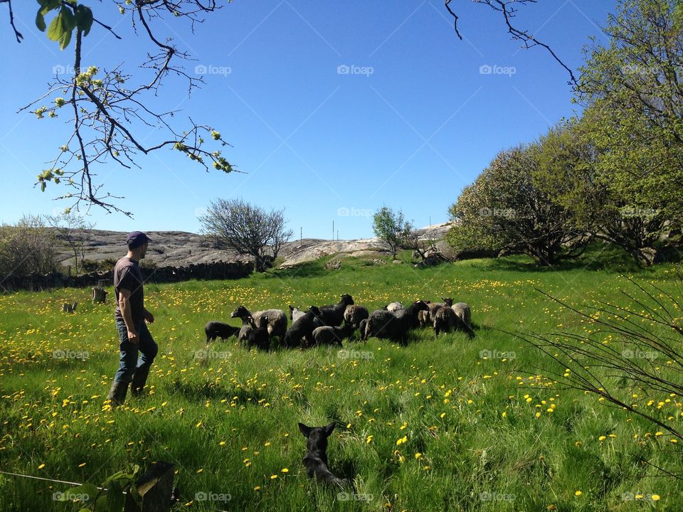 Sheep, dog and shepherd. A farmer with his sheep and dog in nature.