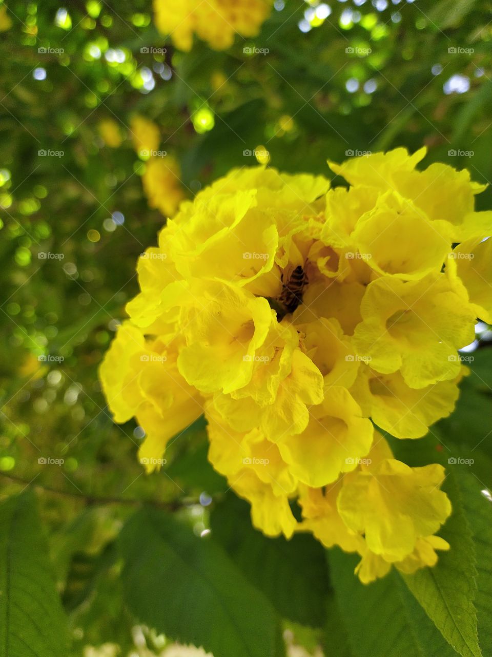 The busy bee; sucking nectar of a beautiful flower