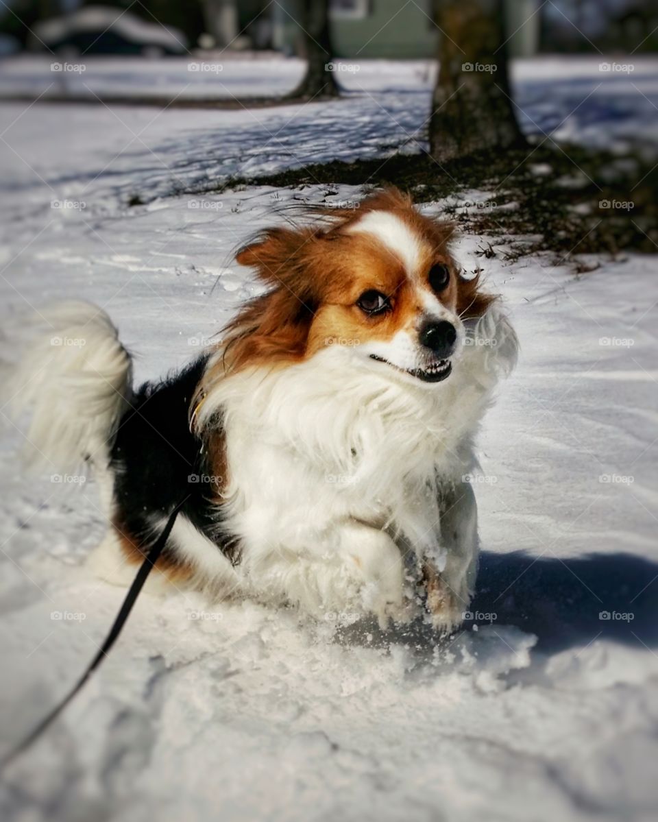 A papillon puppy dog running in the snow with a smile on his face