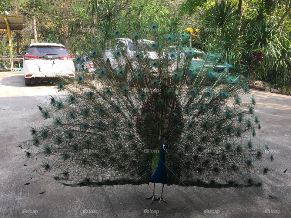 The peacock 