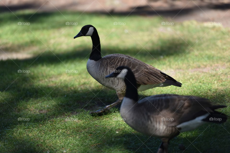 Pair of ducks in a park