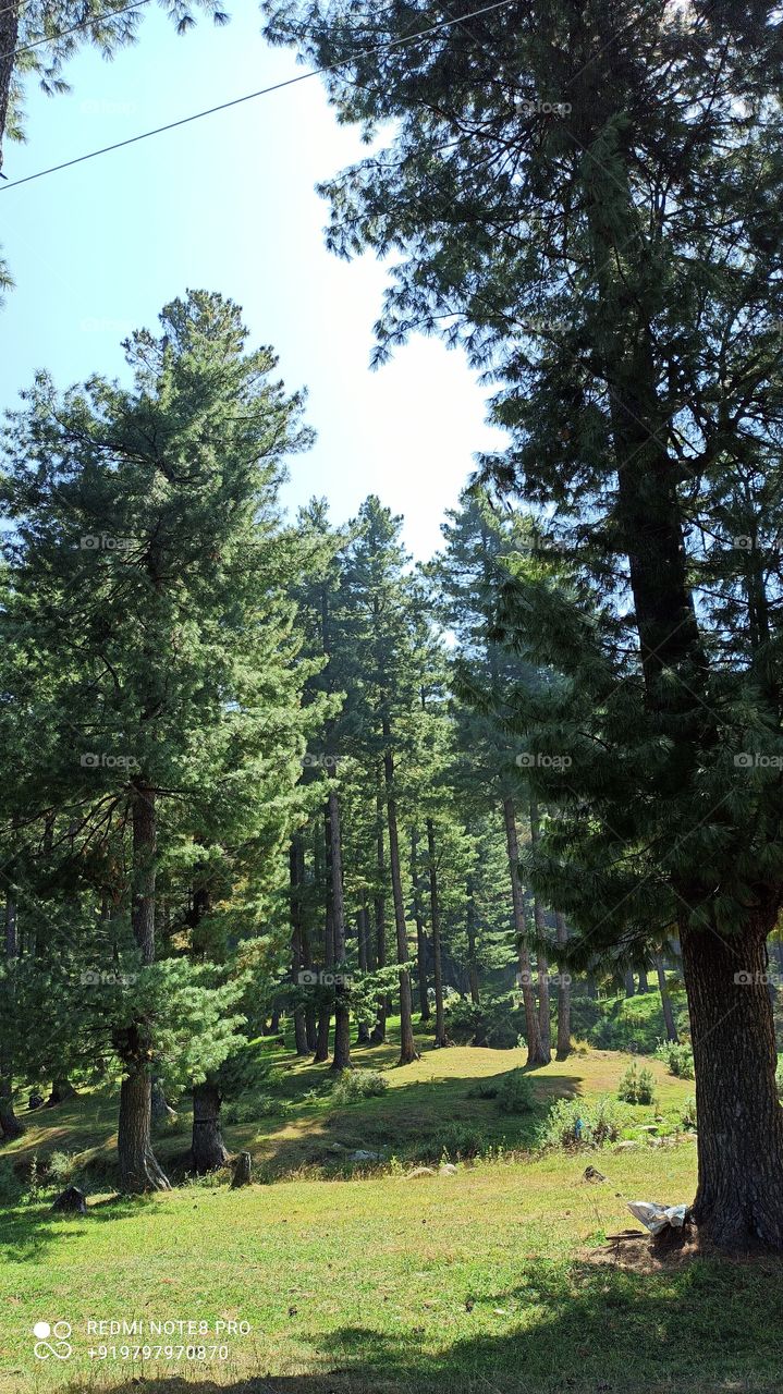 Beatiful  Thick  forest on Mughal Road National Highway N44 on Shopian Kashmir  in J&K