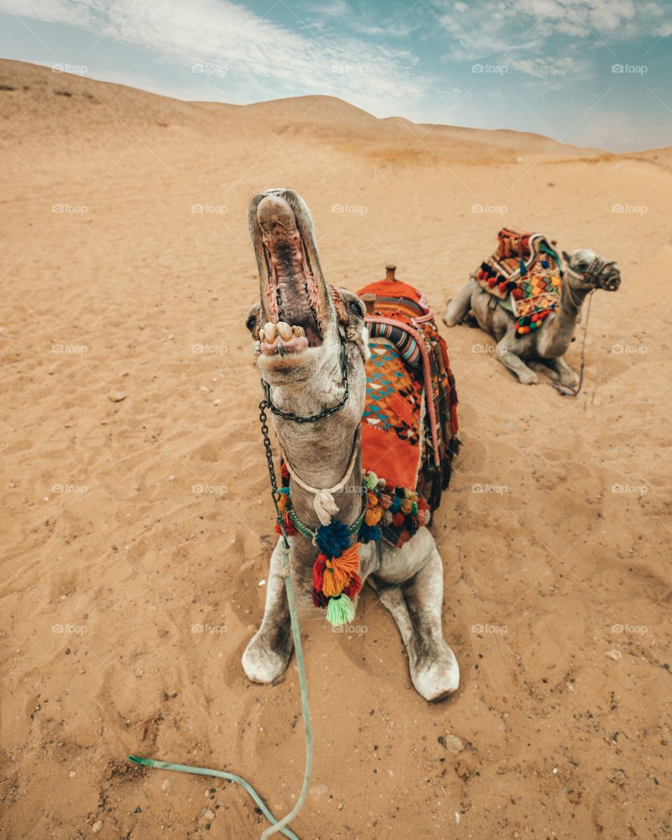 #camel
#funnyanimal
#desert