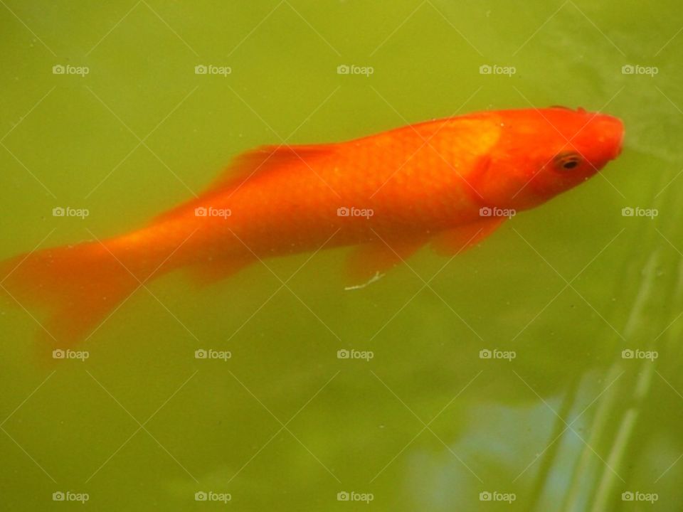 Goldfish