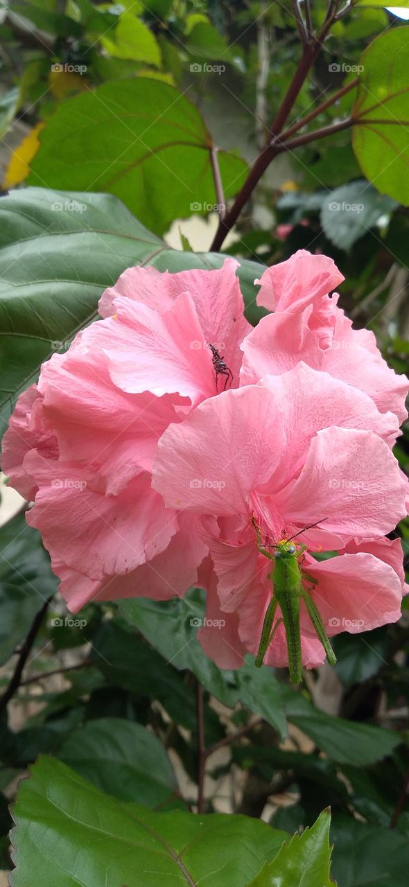 A small grasshopper perched on a hibiscus flower