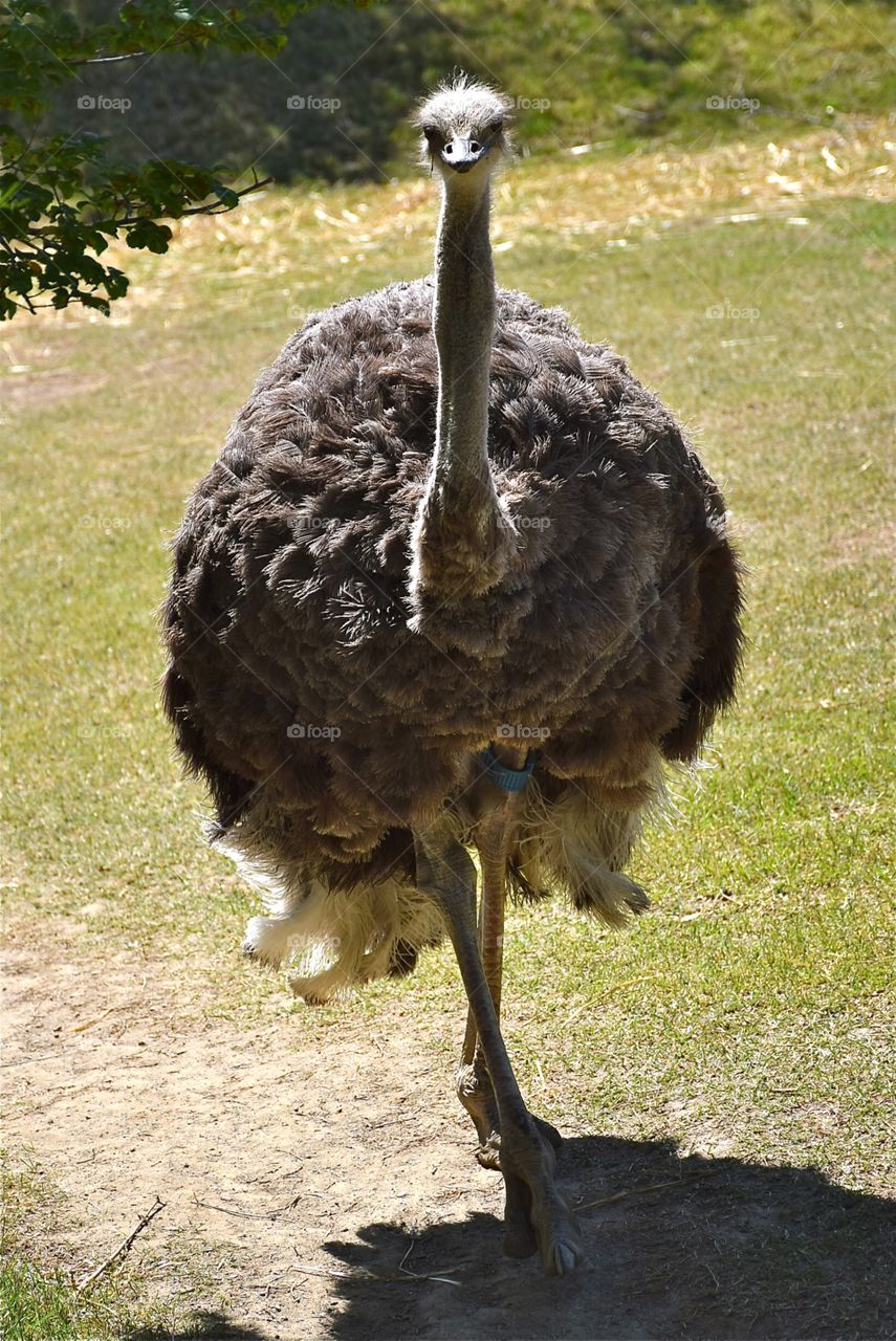 Ostrich 