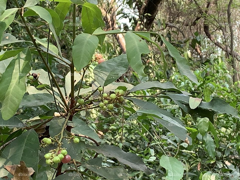 The stories of the nature, Countryside (Thailand)