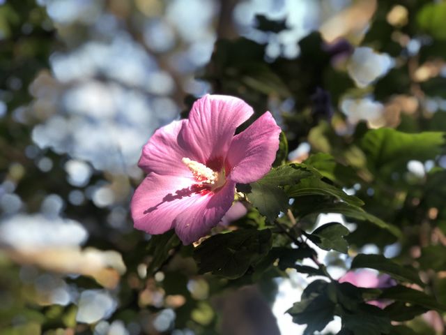 Flower | flores