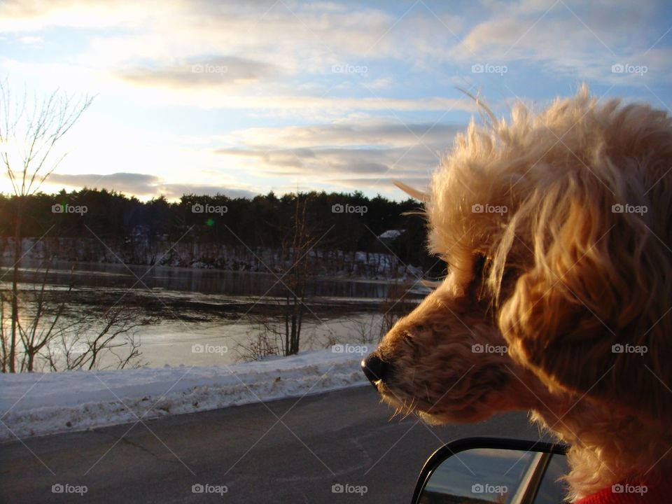 Dog looking out car window towards pond at sunset/sunrise. Winter with snow on edge of water.