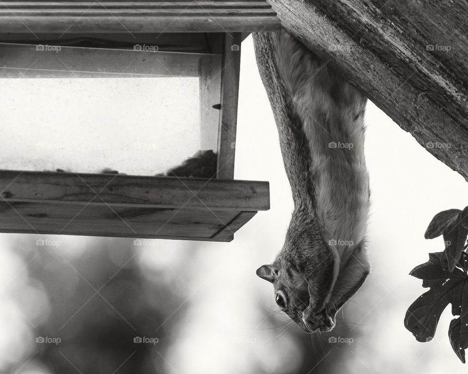 Squirrel Hanging out at Bird Feeder