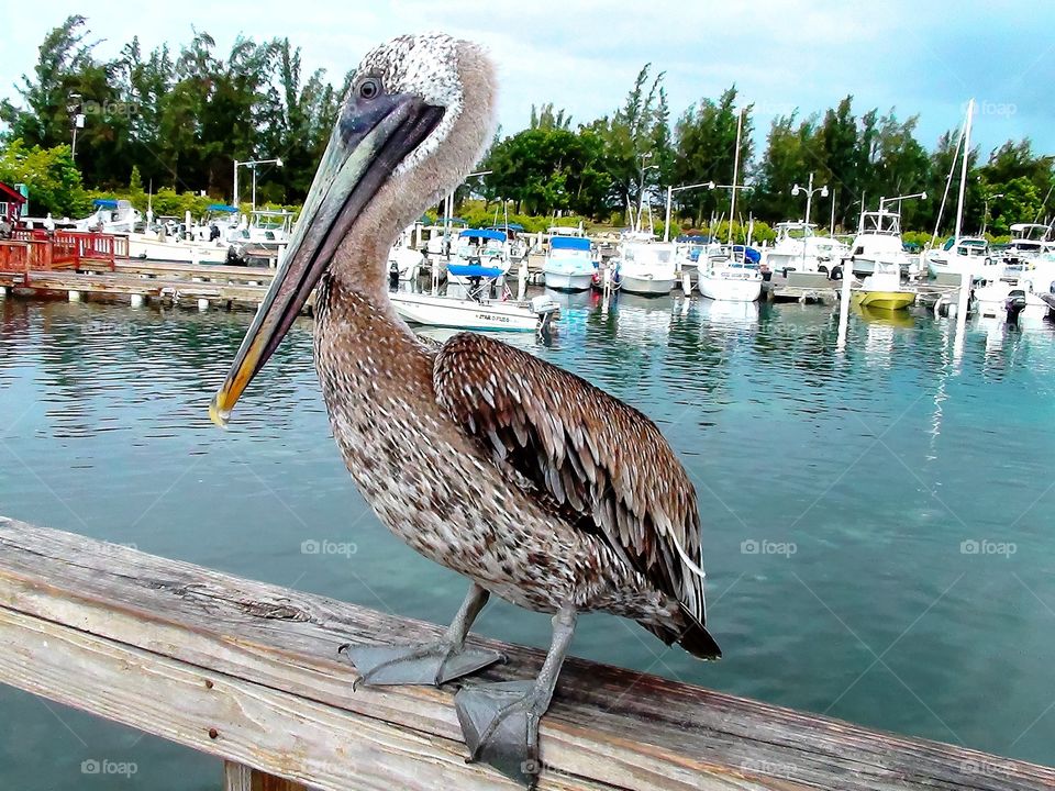 Brown pelican at La Guancha Seafront, Ponce, Puerto Rico