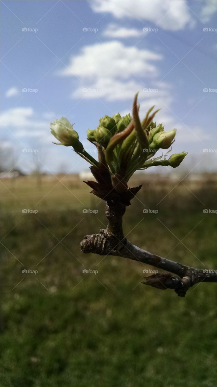 Pear Branch Blossoming