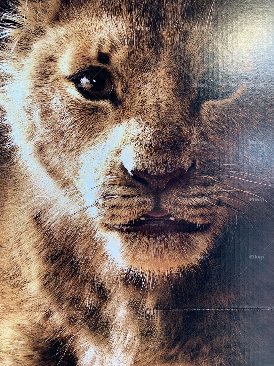 #day128 Everyday WDW Orlando Florida. I have been lost on Disney Properties consecutively since 4/3/19 You can find my encounter https://www.facebook.com/selsa.susanna or on IG selsa_susanna Epcot 8-8-19 Thursday #simba