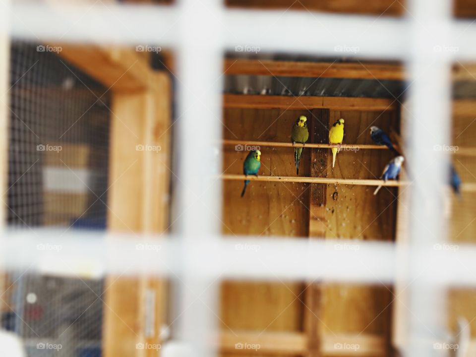 Budgies in Avery 