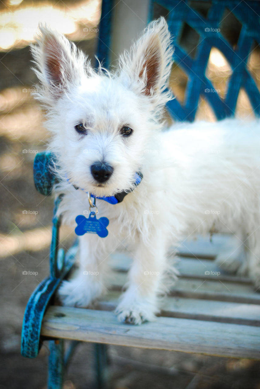 Cute little Buddy the Westie