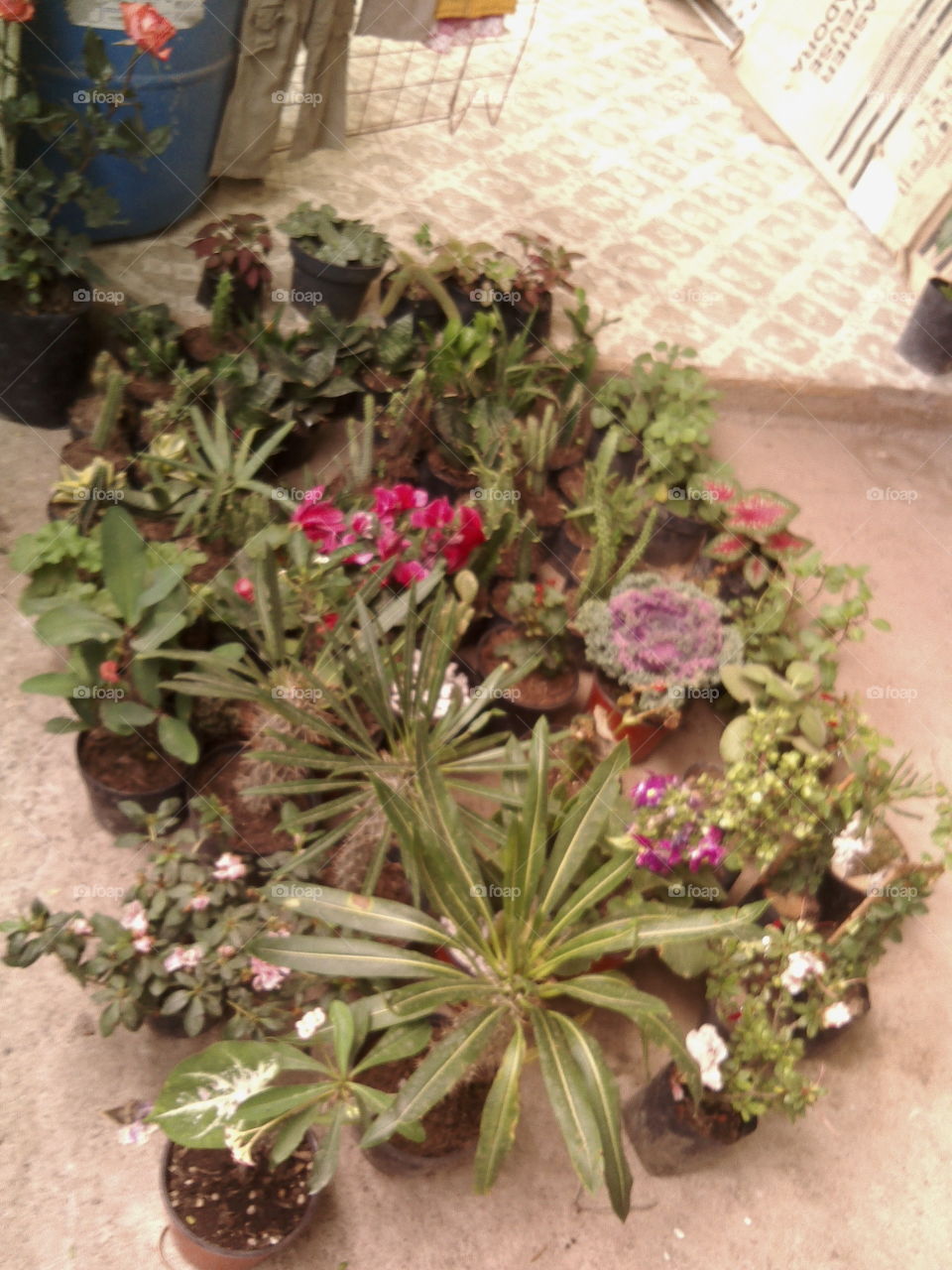 Nursery of tropical plants and cacti
