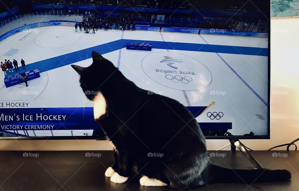 Interesting game - cat watching ice hockey on tv