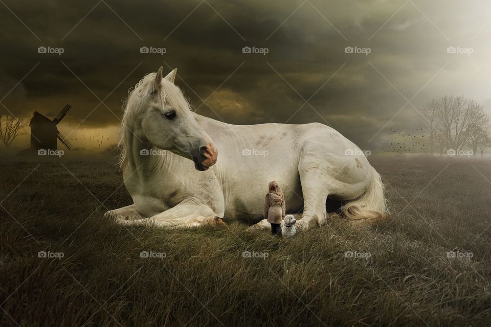 The Arabian or Arab horse is a breed of horse that originated on the Arabian Peninsula. With a distinctive head shape and high tail carriage, the Arabian is one of the most easily recognizable horse breeds in the world. 