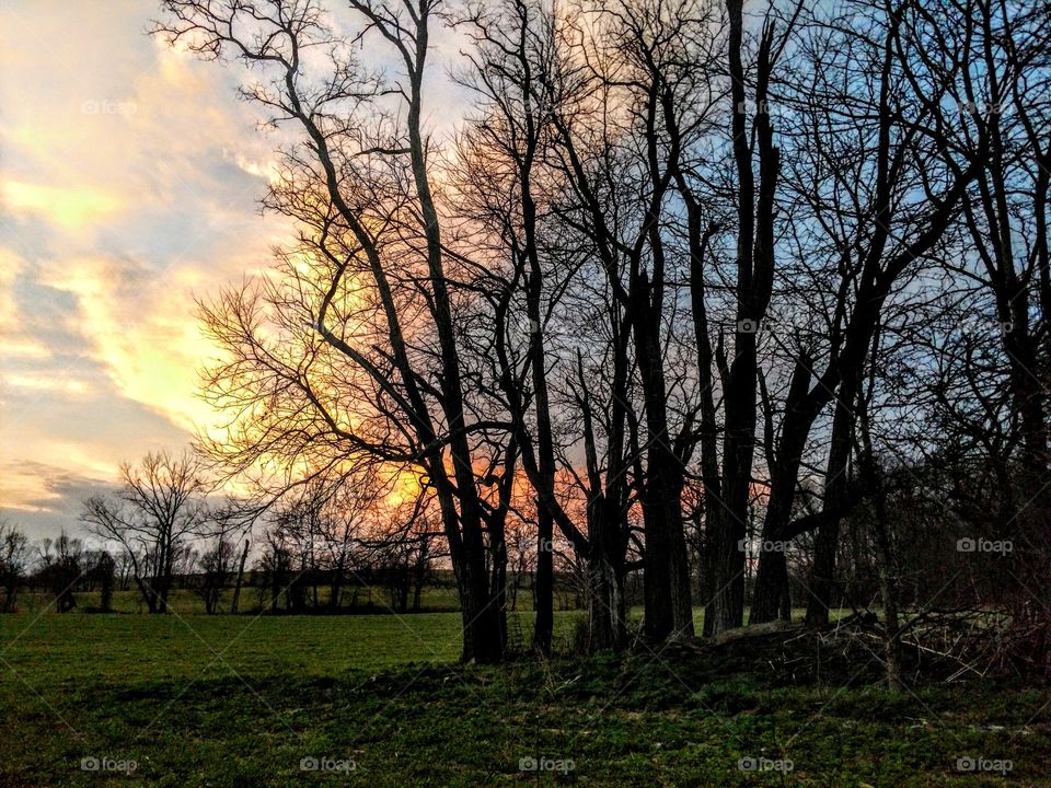 Tree, Landscape, Dawn, Fall, Nature