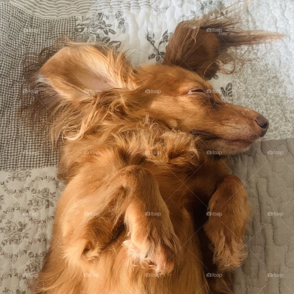 Charlie; my little Angel sleeping 💖