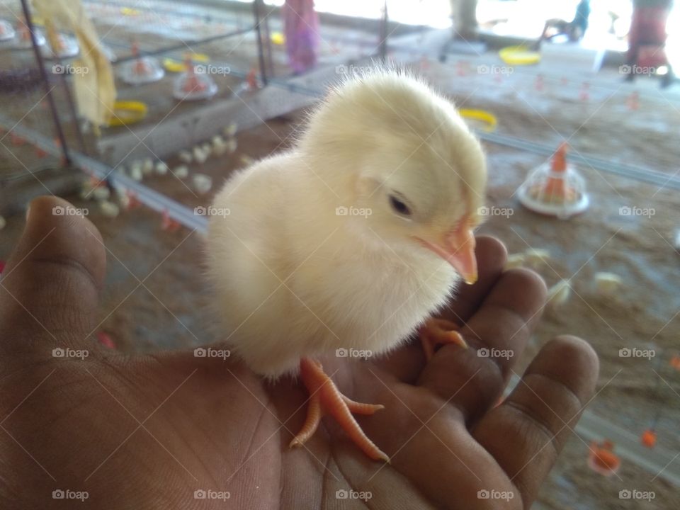 commercial layer Chicks