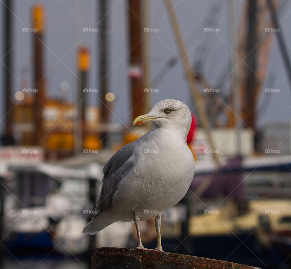 Seagull