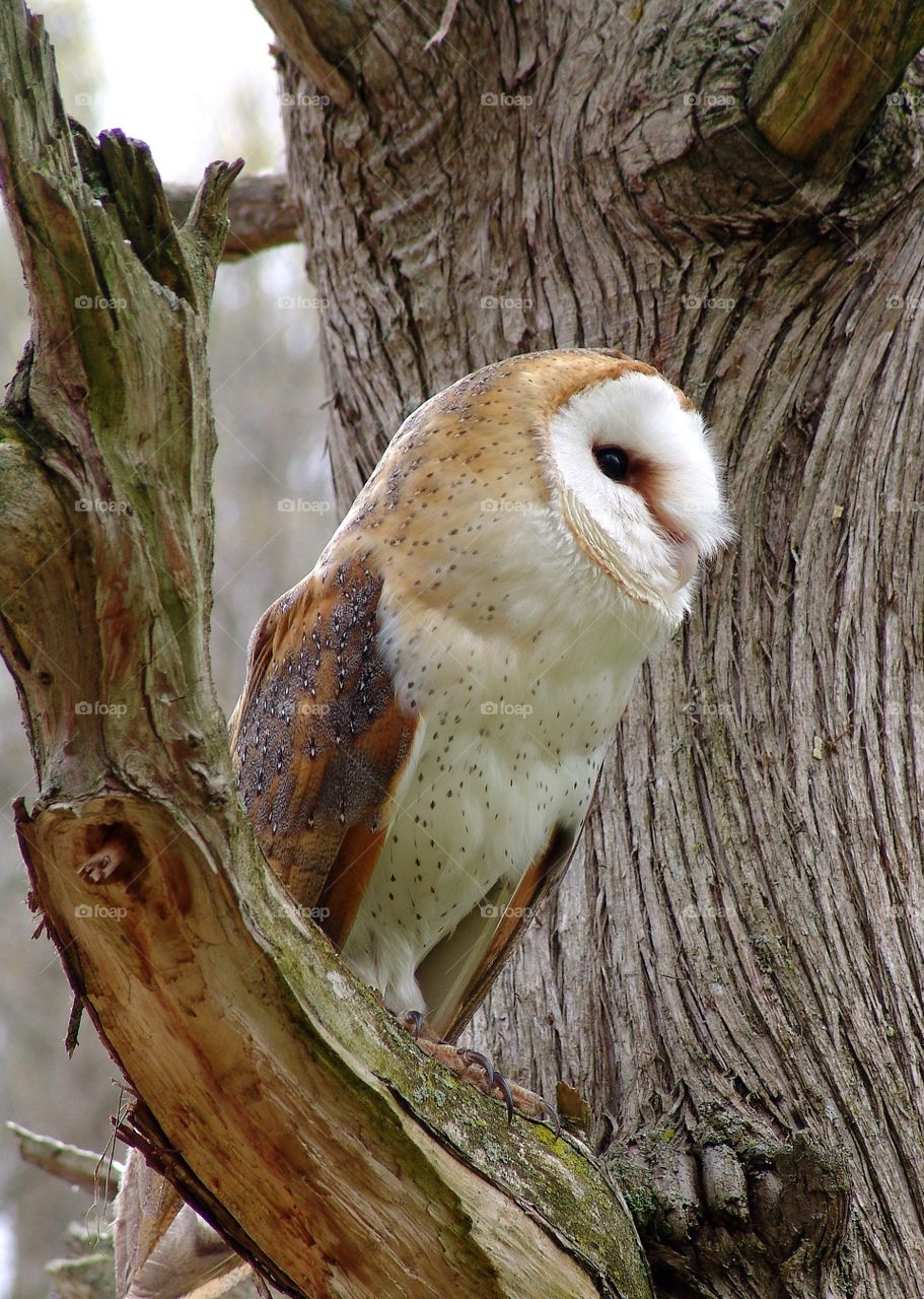 Ohio Owl