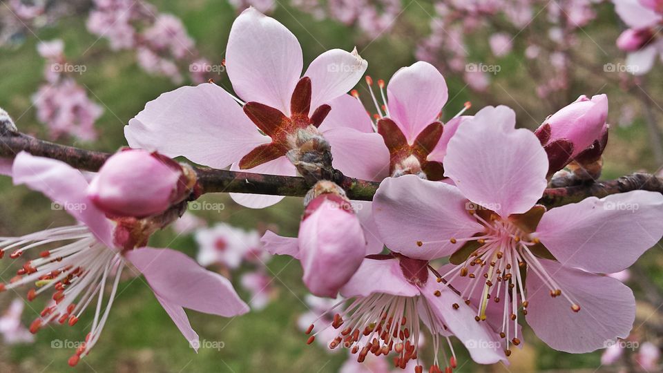 Peach Blossom