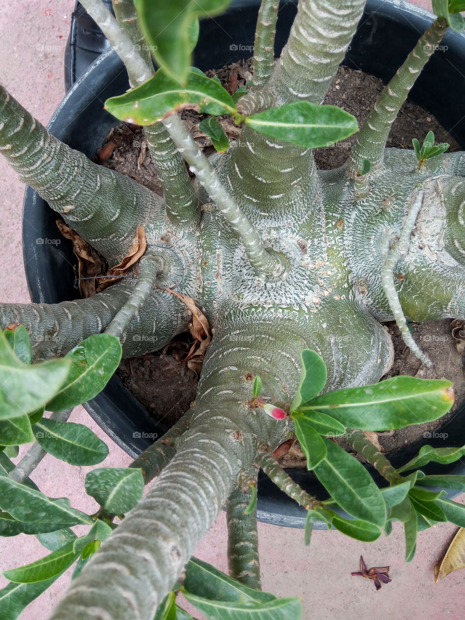 Flora, Nature, Garden, Tree, Leaf