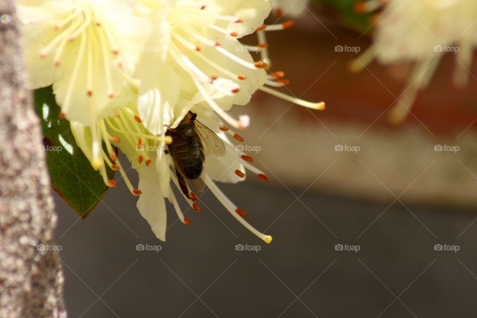 Bee Inside