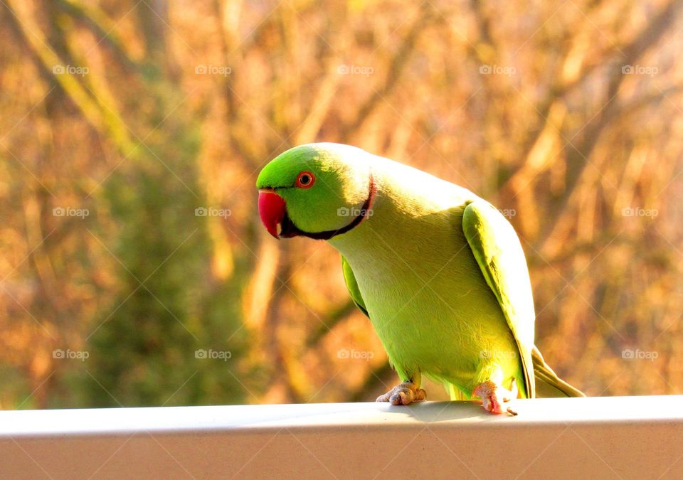 balcony visitor