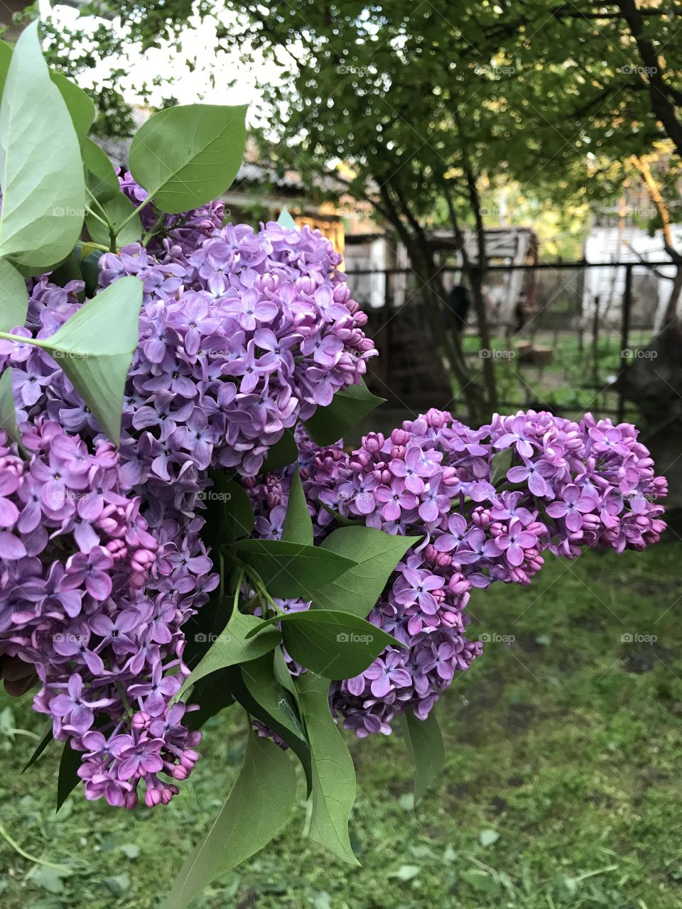 Purple lilac flowers.
