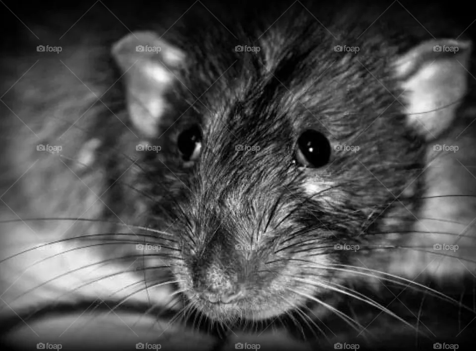 Rat boy