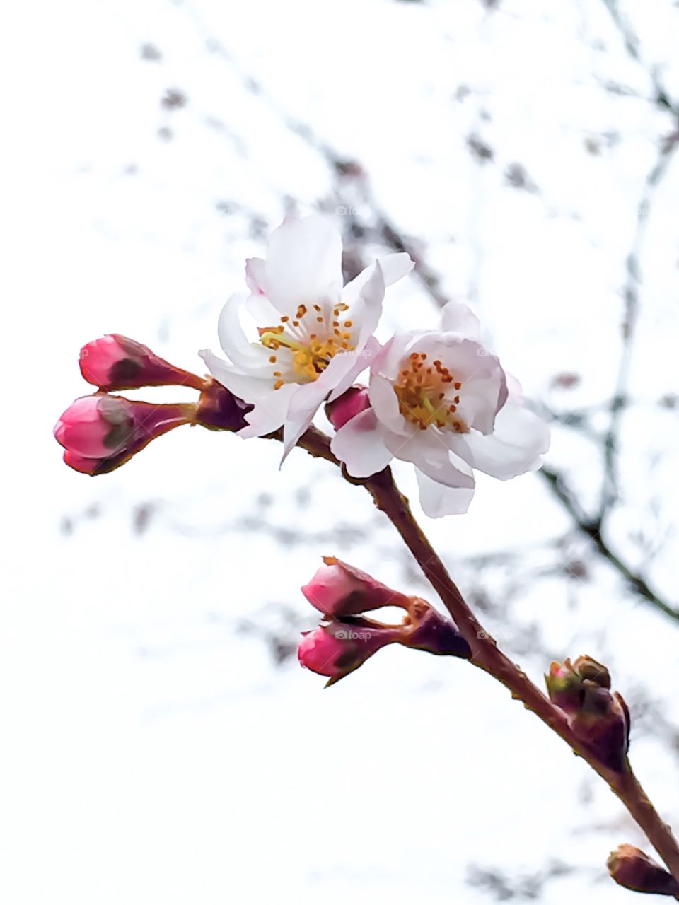 Early Spring Buds