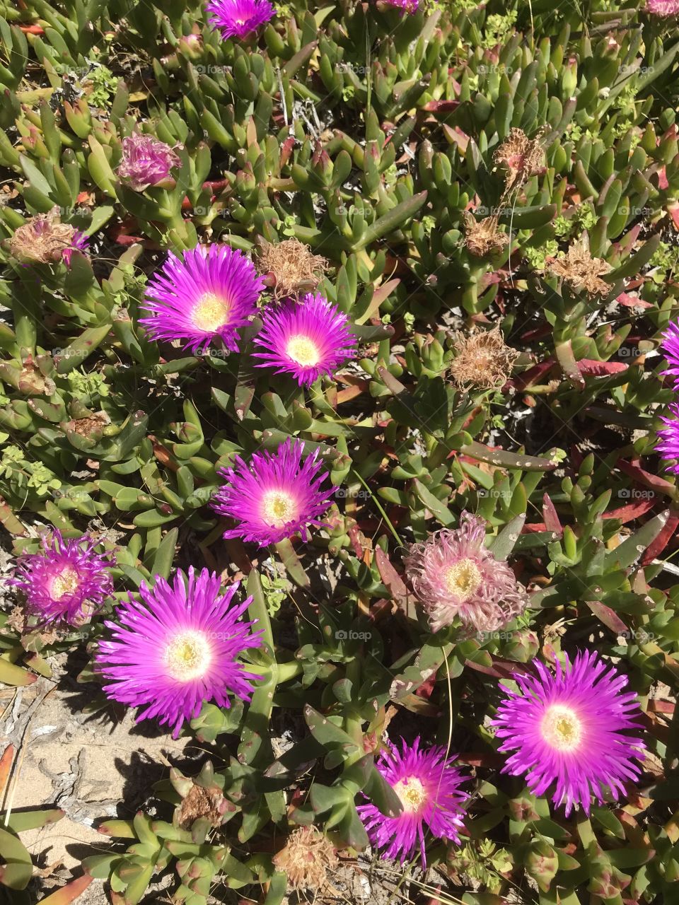 Cactus purple flower at Venus Bay Melbourne 