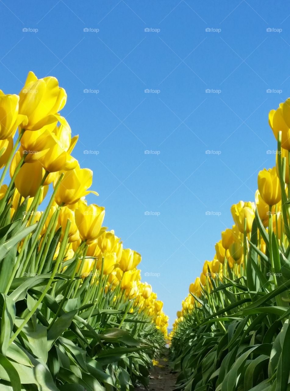 Yellow Tulips