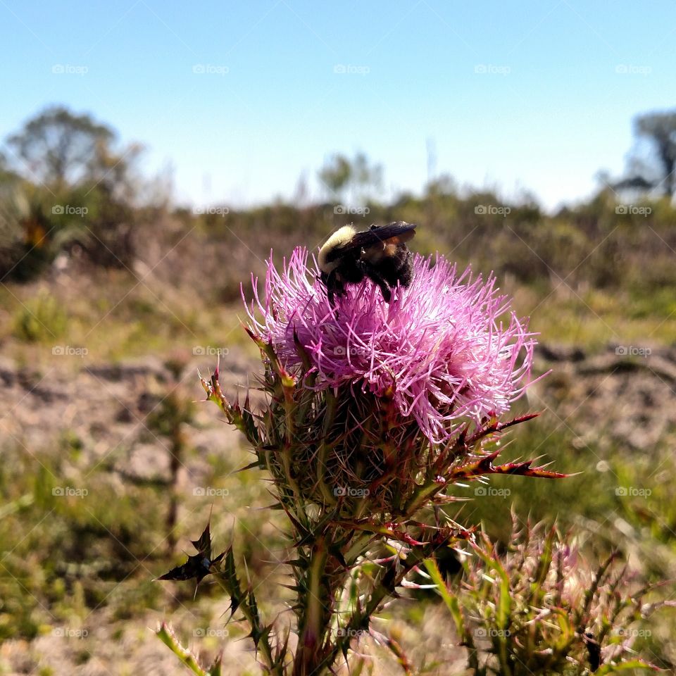 bumble bee on milk thistle in a field