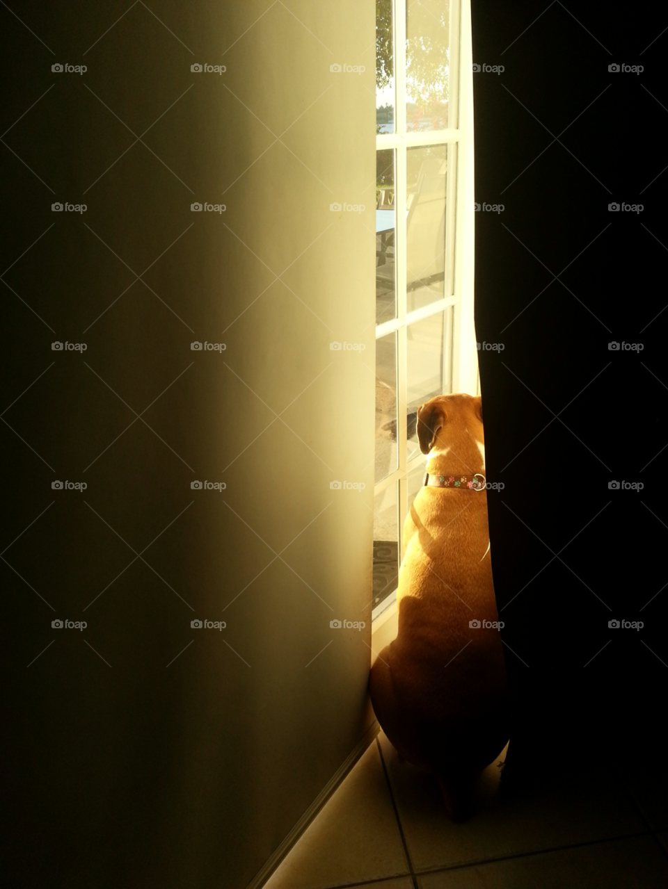 dog house animal window by jmsilva59