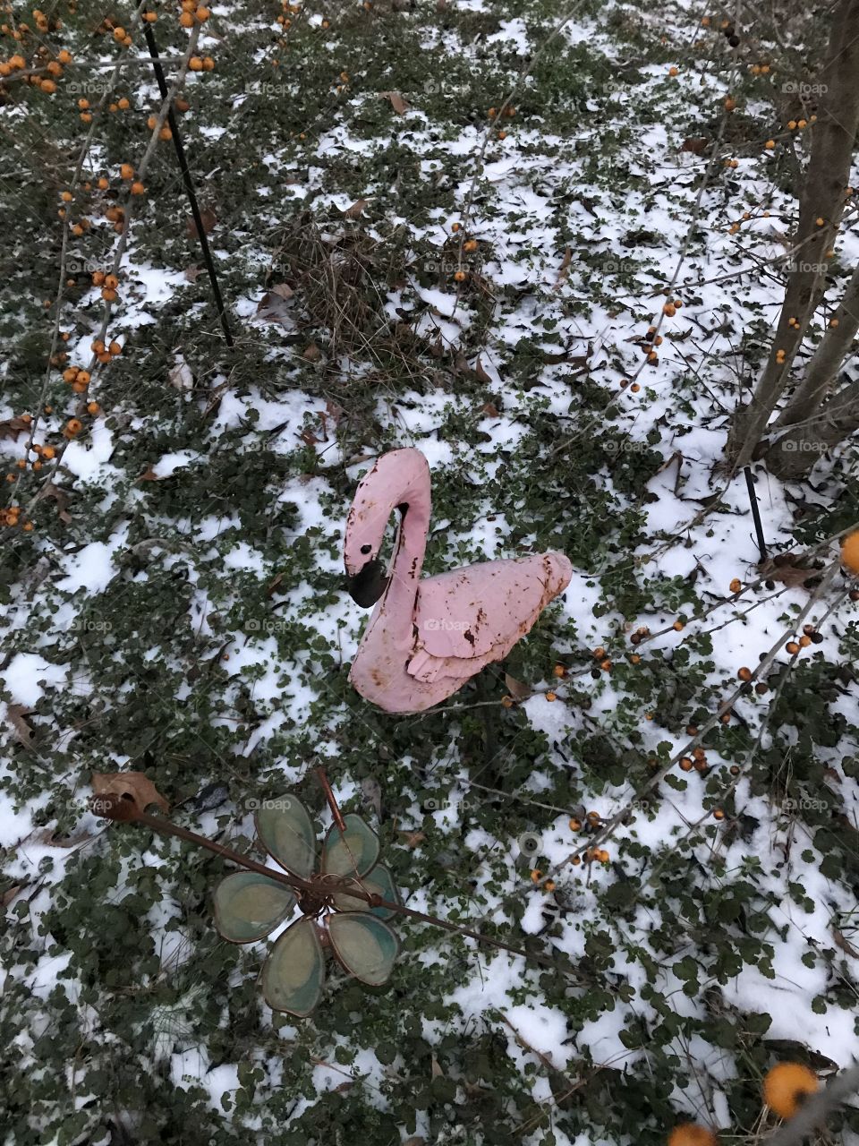 Cold flamingo 