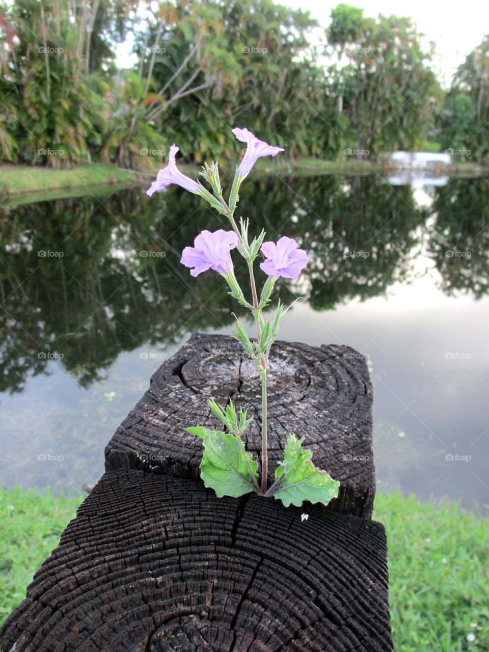 purple wildflower waterfont. Purple wildflower along roadside and lake