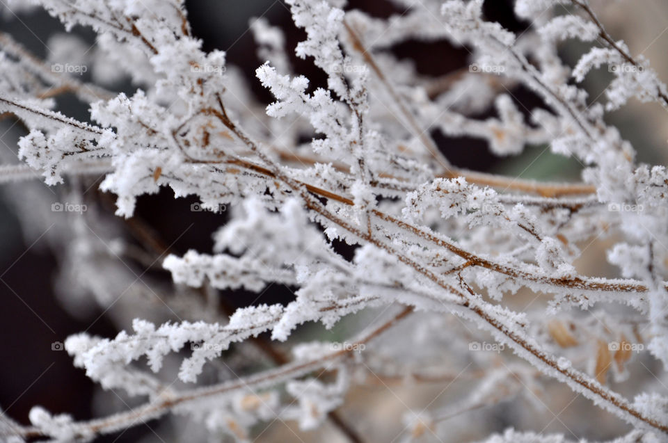 Close-Up of frozen twig
