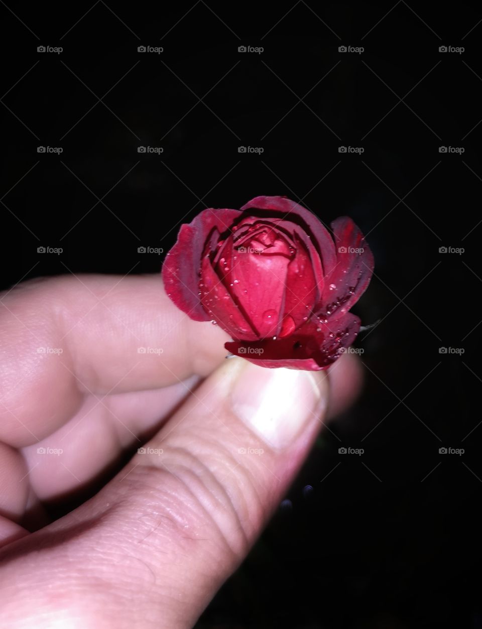 Red rose in human hand