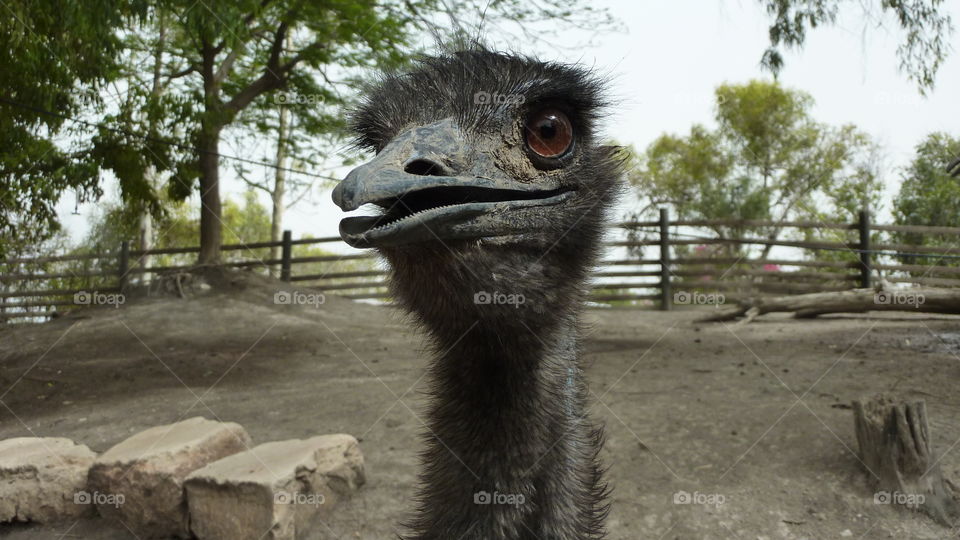 An Ostrich Surprised