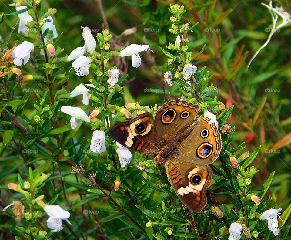 Bucky the colorful Buckeye Butterfly with his full spread wingspan feeds on his favorite flowering plant