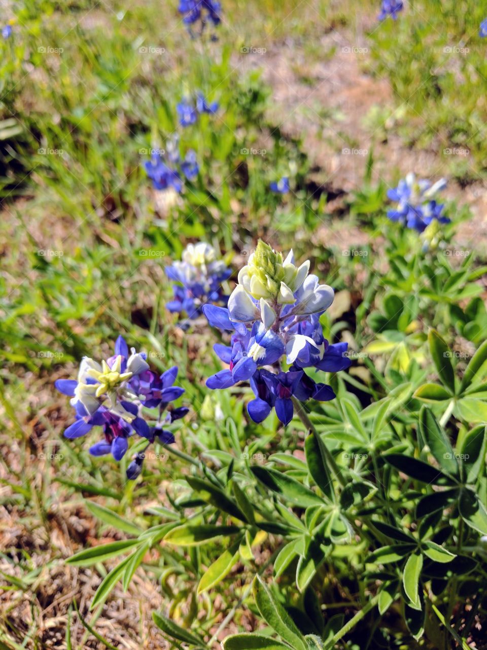 Texas Bluebonnets