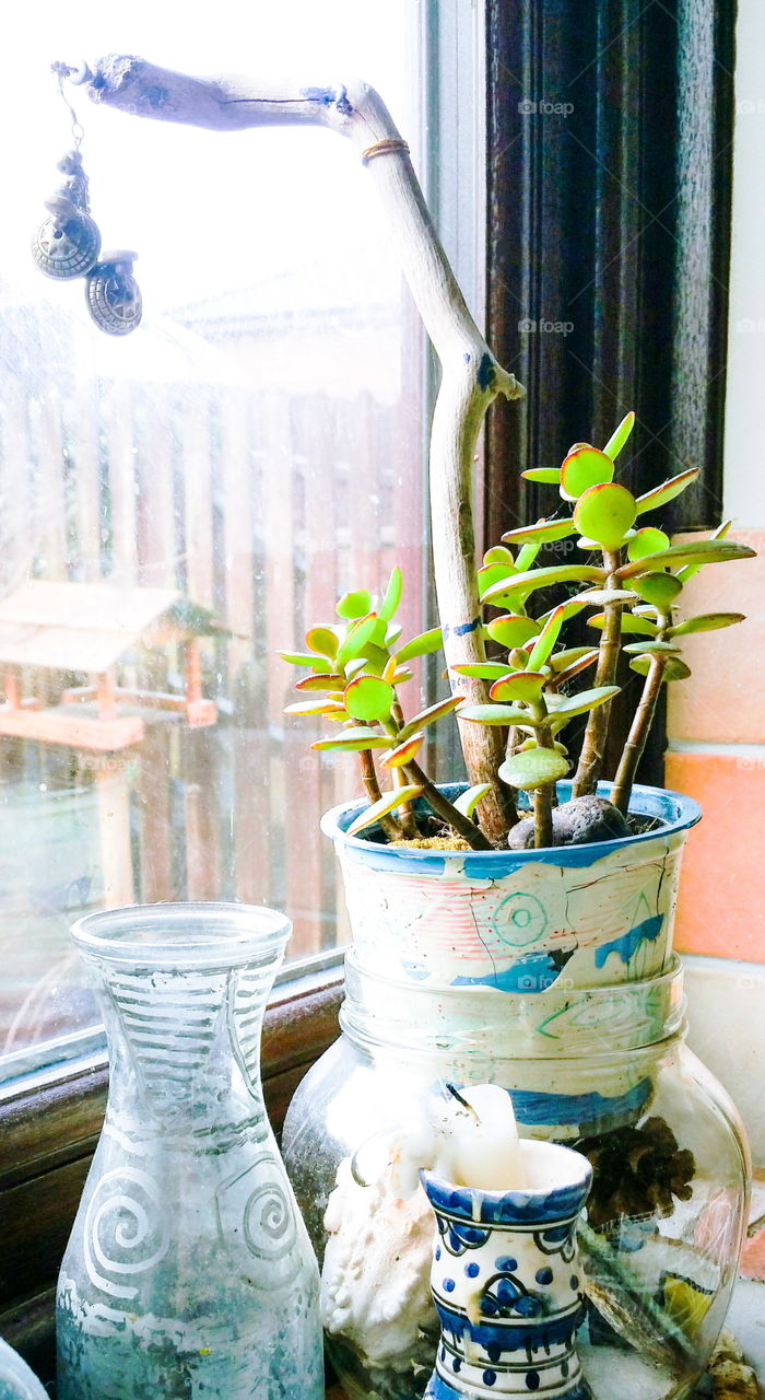 A potted plant in a window sill