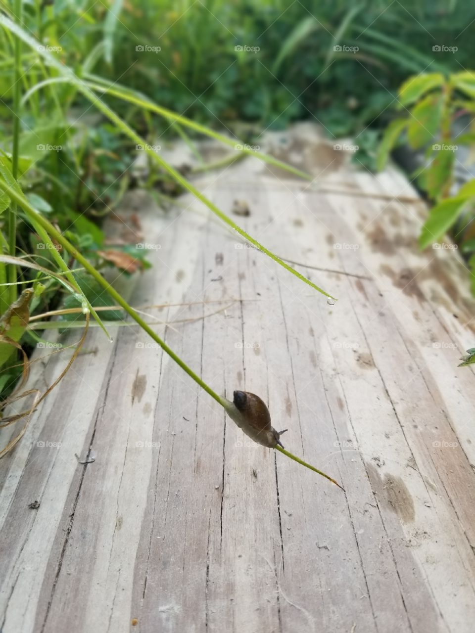 snail resting on a blade of grass