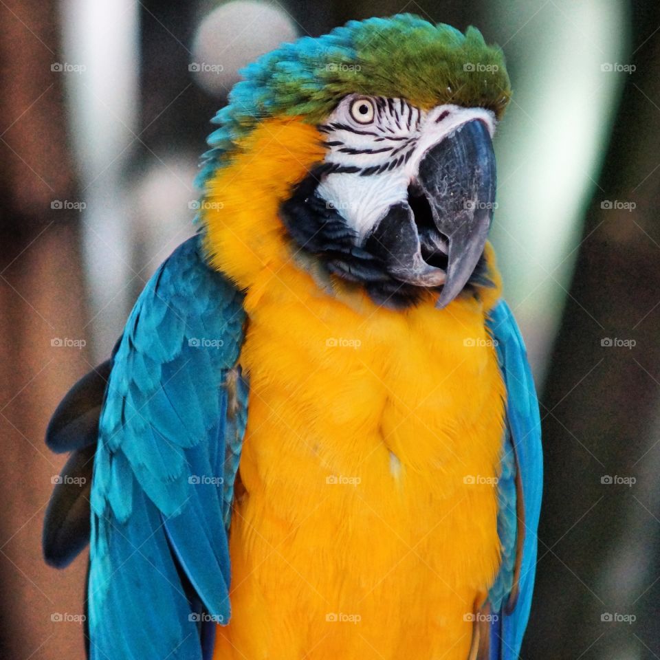 Edited Blue Macaw Parrot