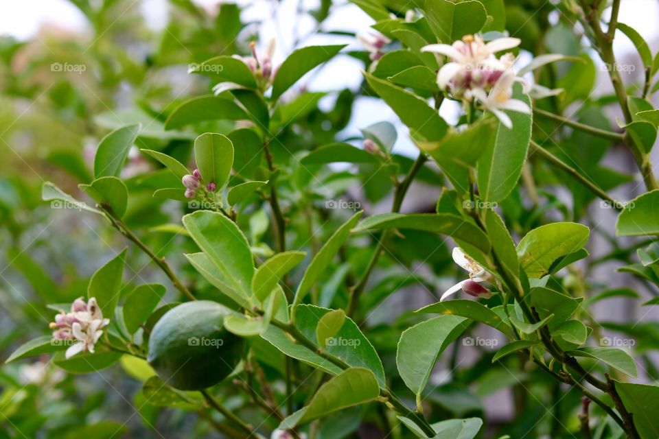 Lemon tree blossom 